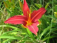 crimson pirat_1024x768.webp
