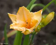 IMG_2278.webp