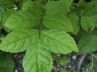 BILD3042.webp