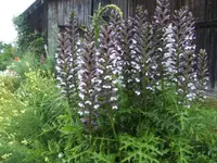 BILD3064.webp