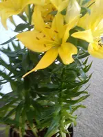Lilie u.a 019.webp