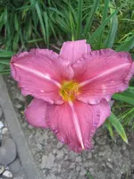 Taglilie Summer Wine.webp
