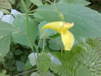 Unbekannte Blume.webp