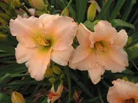 Fairy tale pink.webp