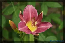 Fuchsia Fashion.webp