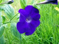 petunia-flower-petunie-tet-a-tet-blüte2.webp