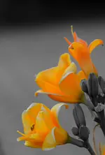 knickknachschwarzweiss.webp