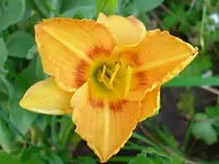 Piltance.webp