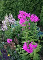 schattenbeet1.webp