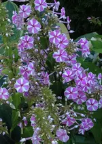 schattenbeet2.webp