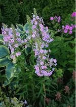 schattenbeet3.webp