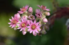Sedum_0001.webp