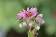 Sedum_0003.webp