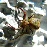 Spinne_0020.webp