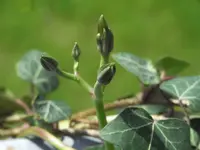 705 Winde am Geländer 01.07 (4).webp