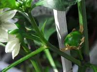 855 Paprikafrucht 01.07 (3).webp