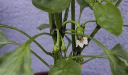 paprika.webp