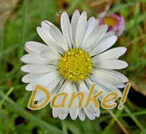 Danke v.webp