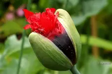 _roter Puschelmohn.webp
