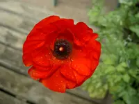 Blumen + Pflanzen alt 354 v.webp