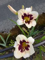 P1130780.webp