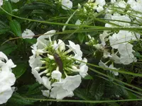 SAM_4807.webp