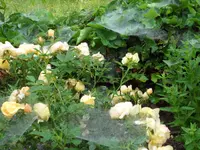 SAM_4817.webp