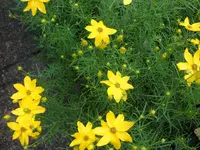 SAM_4809.webp