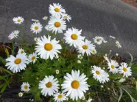 P1130779.webp
