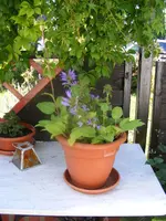 Knäuelglockenblume.webp