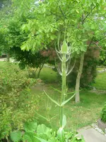 DSCN0123.webp