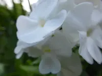 P1130799.webp