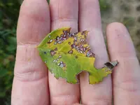 P1130786.webp