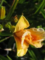 pixie parasol_576x768.webp