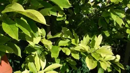 DSCF7001.webp