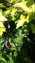 DSCF7003.webp