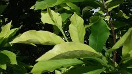 DSCF7005.webp