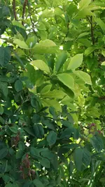 DSCF7007.webp