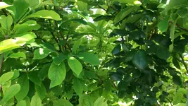 DSCF7009.webp