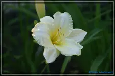 Anja3+.webp