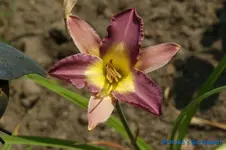 Nile Cane+.webp