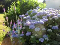 SAM_4826.webp