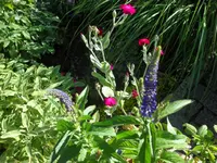 SAM_4829.webp
