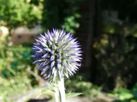 Kugeldistel.webp