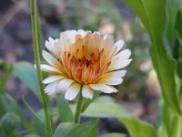 Ringelblume.webp