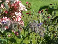 SAM_4831.webp