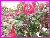 187.webp