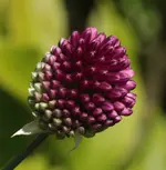 Allium 140702.webp