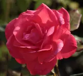 BM Rose 140702.webp