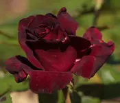 Black Baccara 140701.webp